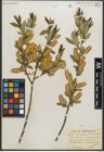 Foto von Salix serissima (L. H. Bailey) Fern.